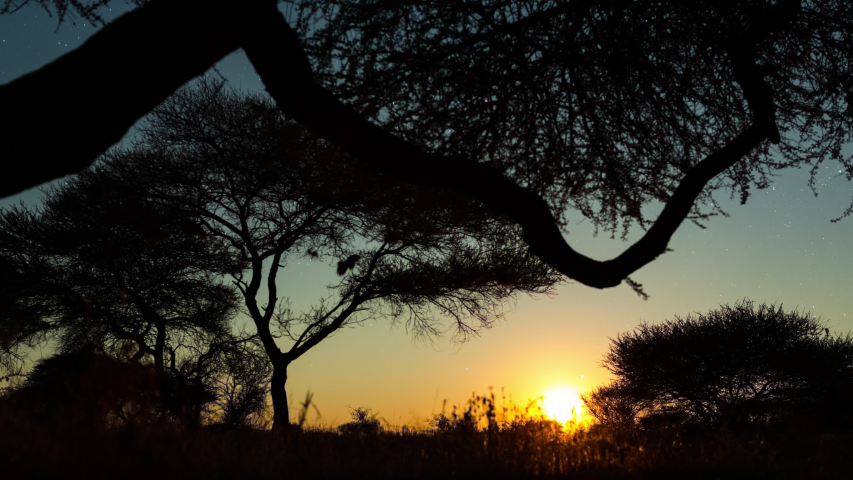 Stars over the trees and grass image - Free stock photo - Public Domain ...