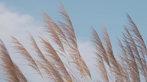 Silvergrass blowing in the wind against blue sky. Slow motion.