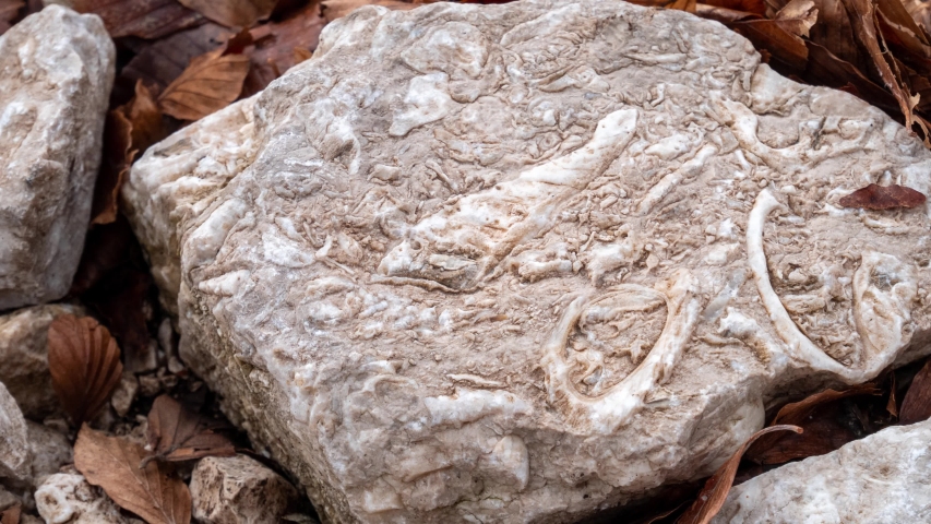 Rudist fossil closeup. Limestone with fossil of Jurassic era