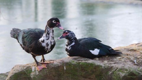 Close up of two Muscovy ducks moving around on a rock beside a pond.