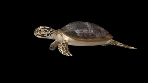 Sea turtles swim animation loop side view with 3d rendering include alpha path.