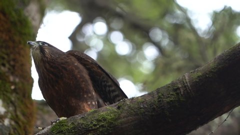 Falcon hawk Te Anau bird sanctuary New Zealand free taking off