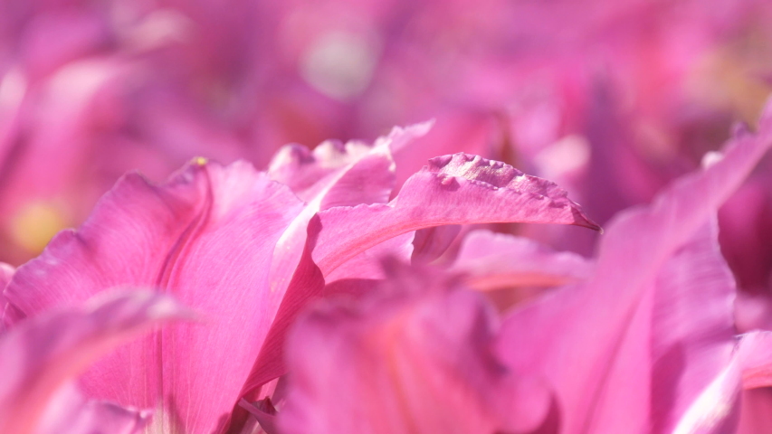Close up view of eautiful blooming soft pink lilac petals of spring tulips in a park on a field in the sun. Beauty of nature.