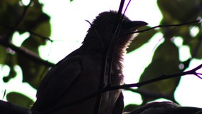 4K Video : Silhouette of Beautiful jungle babbler bird or (Turdoides Striata) at night. The Jungle Babbler (Turdoides striata) is a member of the Leiothrichidae family found in the Indian Subcontinent