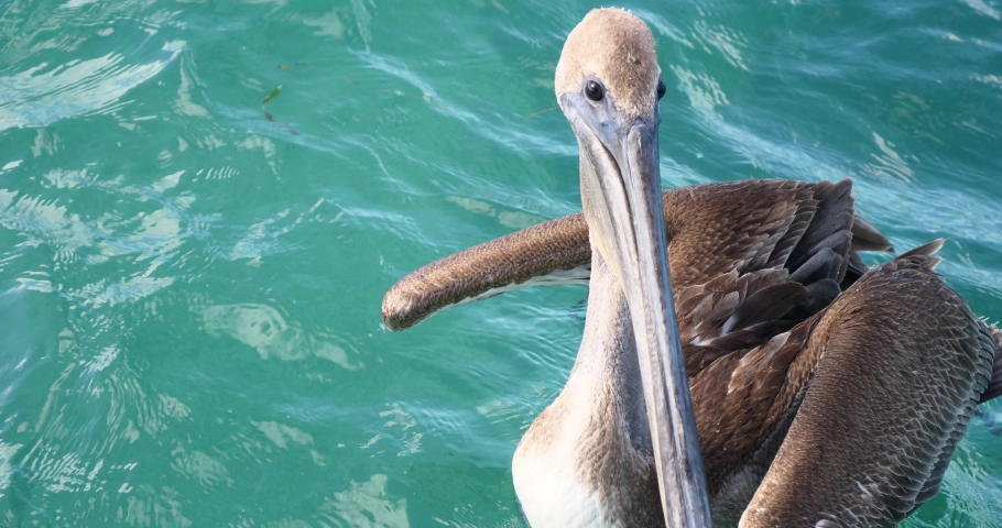 4k pelican tropical animal close up on the water