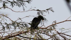 4K Video : Black Brandt Cormorant sitting on tree branch during day time outdoors in the nature. 