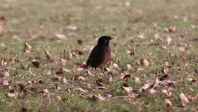 4K Video : Common myna bird in the public park. The myna (also known as mynah) is a bird of the starling family (Sturnidae). 