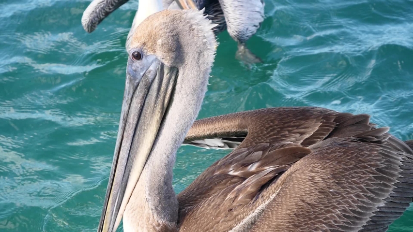 pelican tropical animal close up on the water