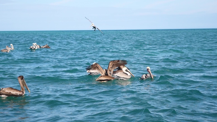 pelican tropical animal close up on the water