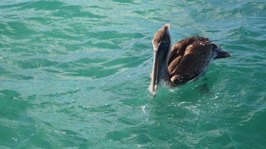 pelican tropical animal close up on the water