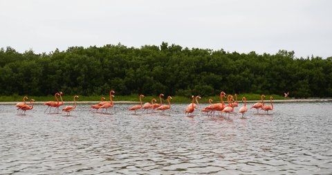 Pink Flamingo Wild Life Mexico Birds ecology background nature concept