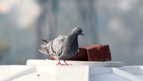 4K Video : Pigeon sitting on water tank outdoors.              