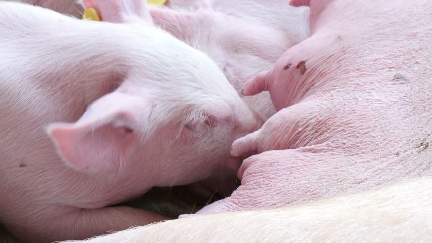 4k Mama Pig Feeding Piglets Stock Footage Video 100 Royalty Free 10454048 Shutterstock