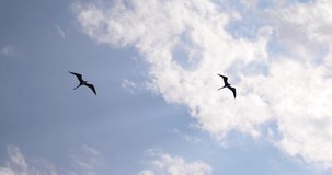 Soaring Frigatebirds Against Blue Sky