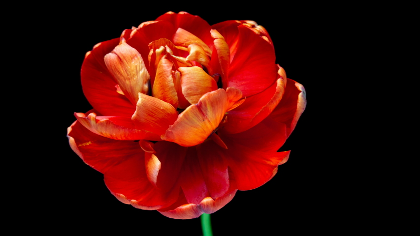Timelapse of red tulip flower blooming on black background, Royalty-Free Stock Footage #1045412641