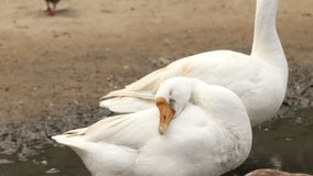 4K Video : White duck itching outdoors. Duck is the common name for numerous species in the waterfowl family Anatidae which also includes swans and geese. 