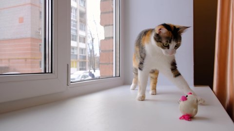 Cute cat playing with a small soft toy on the windowsill. Tricolor cat. 4k footage.