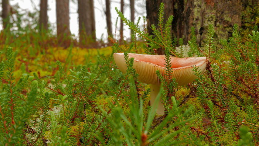 Ripe strong mushroom (Russula) in the autumn rainy forest. Karelia, Russia.