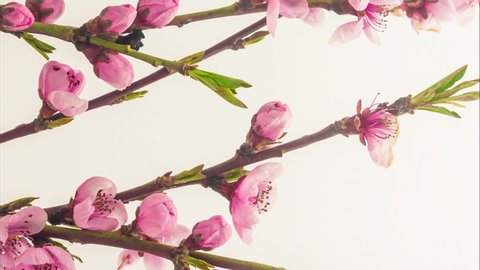 Vertical time lapse pink peach flower blossom on white background. Macro timelapse of peach fruit tree flower 9:16 vertical video for social media and mobile.