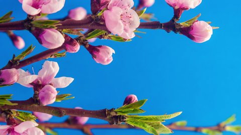 Vertical time lapse pink peach flower blossom on blue background. Macro timelapse of peach fruit tree flower 9:16 vertical video for social media and mobile.