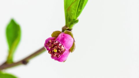 Vertical time lapse pink peach flower blossom on white background. Macro timelapse of peach fruit tree flower 9:16 vertical video for social media and mobile.