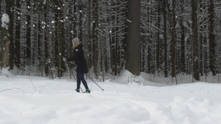 Winter snowy forest. Skier skiing