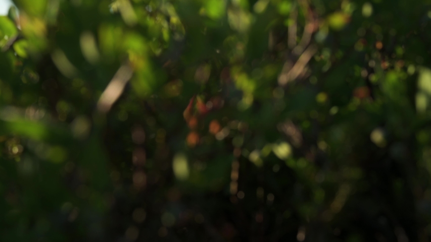 4K reveal shot of beautiful morning light in the Cascade Mountains of Washington with wildflowers and a view down the valley