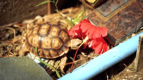 4k video of small Sulcata Tortoise are eating red flower and grass.	