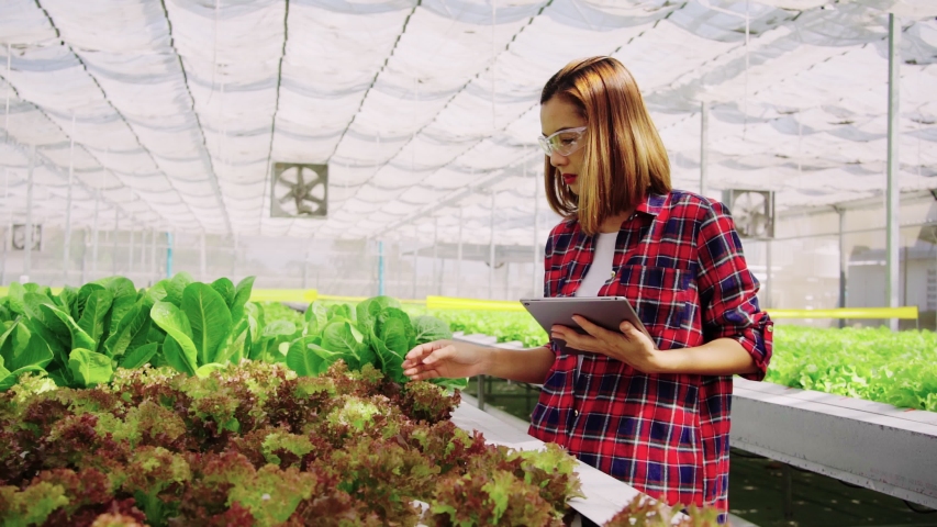 Asian woman farmer explores vegetables grown in farms using computer tablets. Vegetable farm of the future, fresh and clean products without GMO