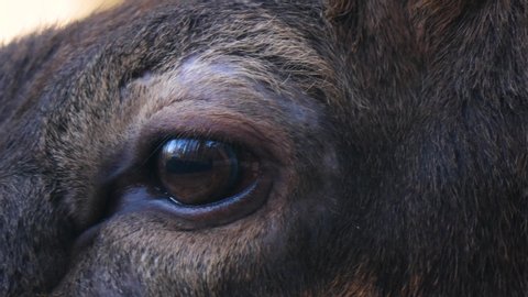 Close up of elk wapiti deer eye blinking on sunny day in autumn