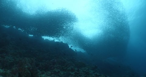 sardine run school of fish moving together scenery ocean underwater animal behaviour