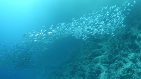 sardine run underwater fish school and fish bait tropical scenery