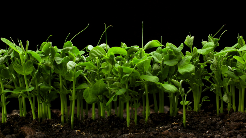 Growing Pea plants in Spring Timelapse, Sprouts Germination in greenhouse Royalty-Free Stock Footage #1045472236