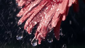 Beautiful rose colorful gerbera daisy flower under heavy rain. Slow motion shot of soft and gentle flower on dark background. Natural lighting. - Powered by Shutterstock - Get 15% off with code: PIKWIZARD15