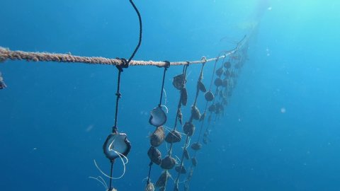 Black Tahitian pearls in oyster clam shells. Underwater pearl farm in Bora Bora, Tahiti French Polynesia. Polynesian pearls for luxury expensive jewelry.