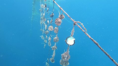 Black pearl farm underwater in Bora Bora, Tahiti French Polynesia. Crystal clear ocean with Tahitian pearls. Luxury jewelry, paradise island getaway, romantic honeymoon exotic destination.