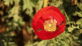 Bee collect pollen on beautiful red poppy flower, Outdoor bee working detail in the morning light close up.