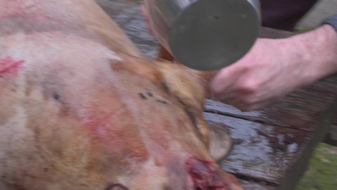 Traditional pork slaughter in Spanish custom.