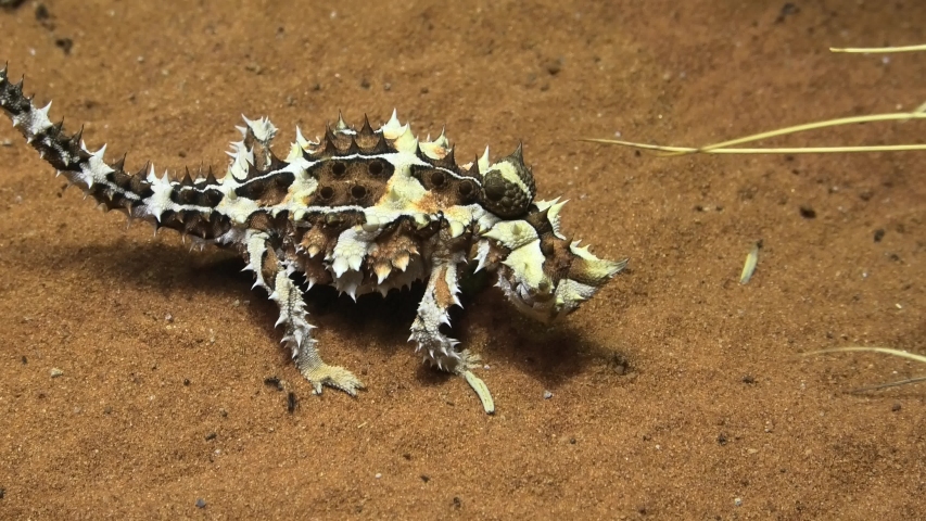 Thorny Devil Eating Ants Moloch Horridus Stock Footage Video (100% ...