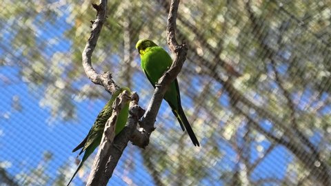 Bottom view of two Budgerigars, Melopsittacus undulatus, a small bright green parrots on a tree with blurred nature background. Desert Park at Alice Springs in Northern Territory, Central Australia.