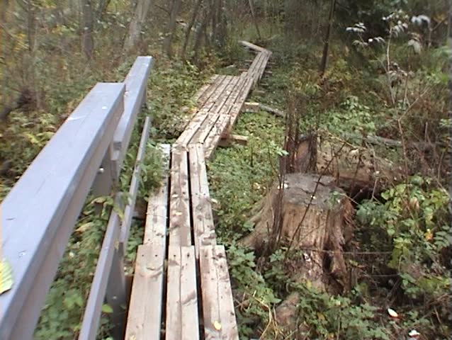 Construction of wooden path through swamp (two)