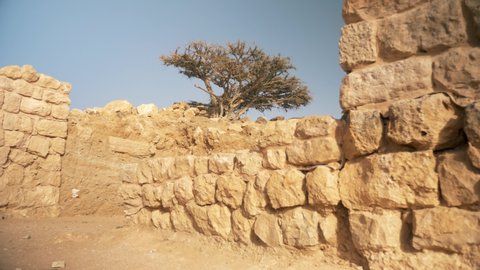 the Luban tree in Samahram.   Samahram a civilization that goes back to 100 BC, it was a port for exporting frankincense to the east and west. A trade which carried the goods of Dhofar to the world.