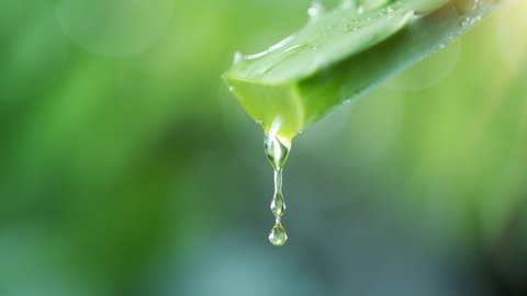 Super slow motion of dropping aloe vera liquid from leaf. Filmed on very high speed cinema camera, 1000 fps.