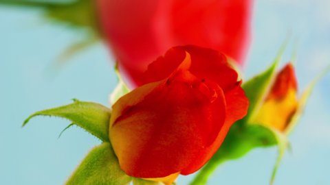 Vertical time lapse video of a rose flower blossom, growing and blooming on a light blue background. red rose blossom. Vertical 9:16 timelapse video ready for social media and mobile phones. 