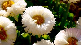 Beautiful flowers close-up. 4k video