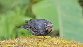 clip of a Siberian thrush (Zoothera sibirica) is a member of the thrush family in nature