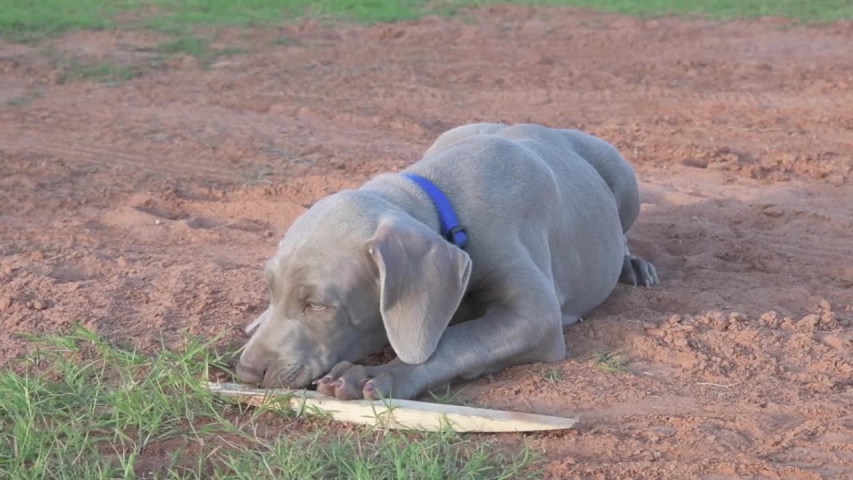Beautiful young Weimaraner puppy playing with a stick