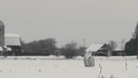 Snowy owl looking around in a field