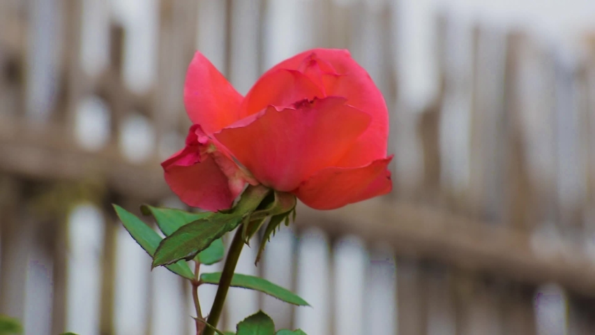 Half Bloom Red Rose Bud Stock Footage Video 100 Royalty Free Shutterstock