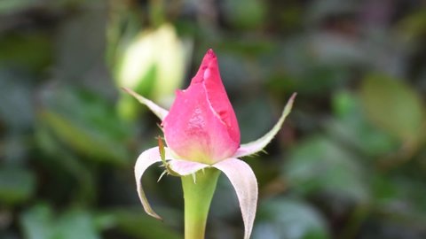 Half Bloom Red Rose Bud Stock Footage Video 100 Royalty Free Shutterstock